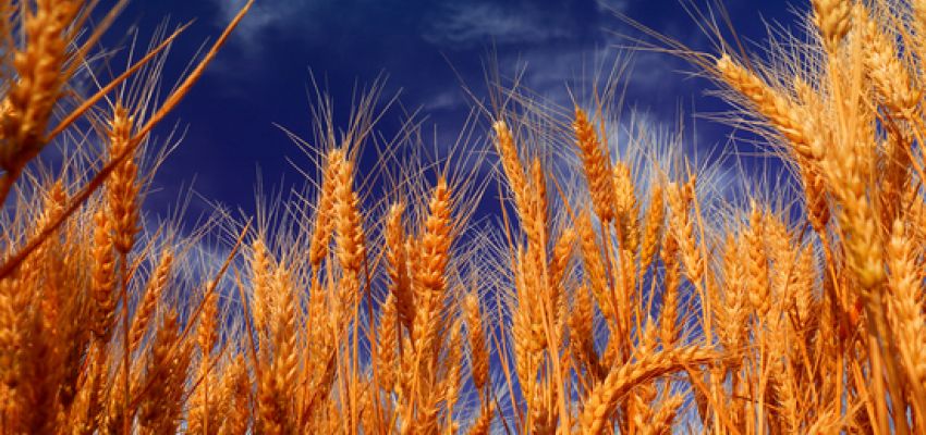 ПШЕНИЦУ В ЩЕКИНСКОМ РАЙОНЕ НЕ ПРОВЕРИЛИ НА РТУТЬСОДЕРЖАЩИЕ ПЕСТИЦИДЫ